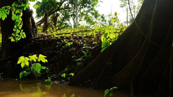 世界上最大的河是什么河