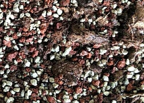 养花如何配土根系旺