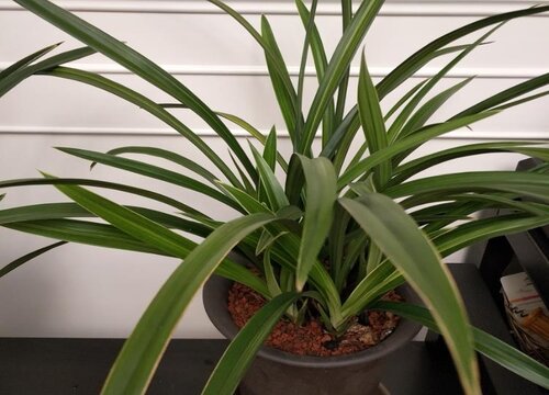 大盆兰花换盆后一年内能不能施肥