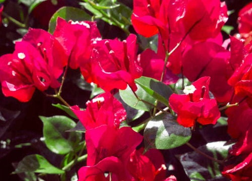 五六月三角梅开花少怎么办