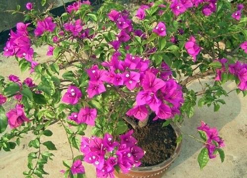 五六月三角梅开花少怎么办