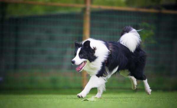 16个不能养边牧的理由