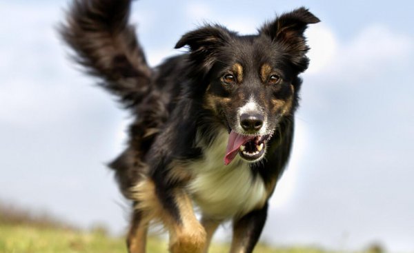 16个不能养边牧的理由