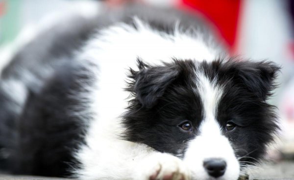 16个不能养边牧的理由