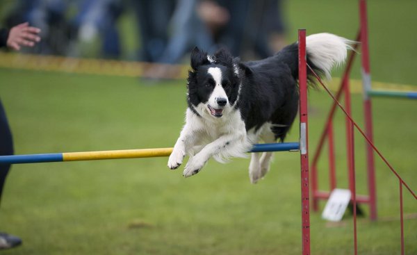 16个不能养边牧的理由