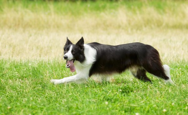 16个不能养边牧的理由