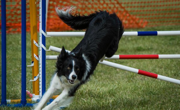 16个不能养边牧的理由