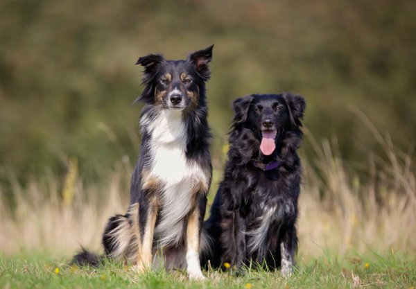 16个不能养边牧的理由