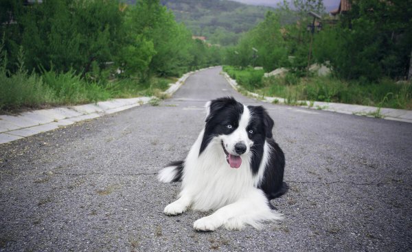 16个不能养边牧的理由