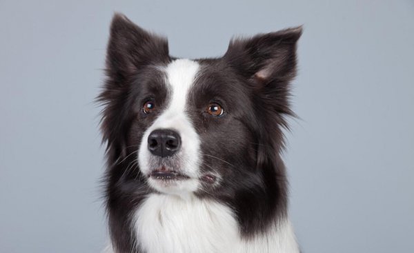 16个不能养边牧的理由