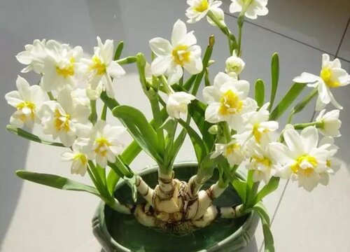 12月种什么花合适