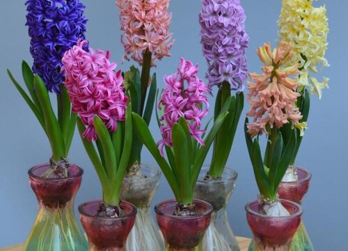 12月种什么花合适