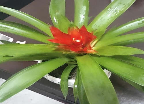 寓意吉祥的室内盆栽有哪些