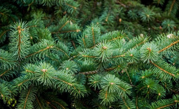 裸子植物有哪些