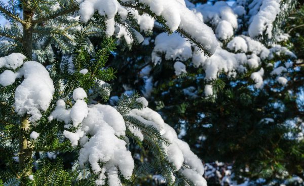 裸子植物有哪些