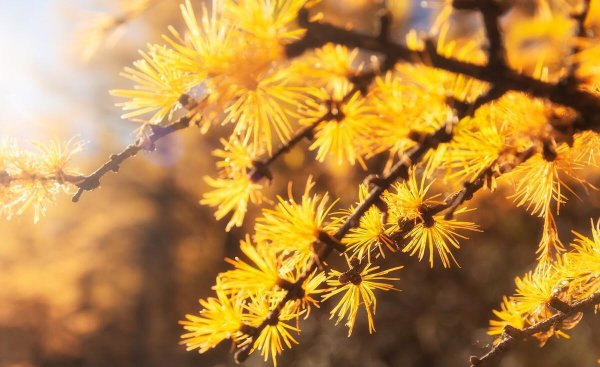 裸子植物有哪些