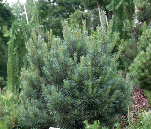 裸子植物有哪些