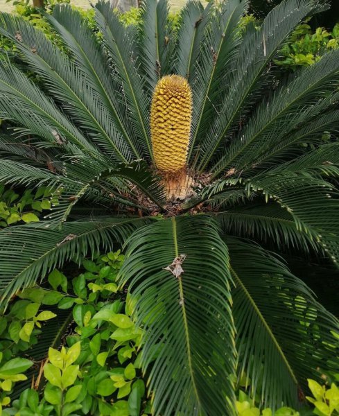 裸子植物有哪些