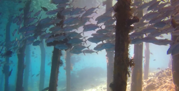 荷兰属于哪个洲的国家