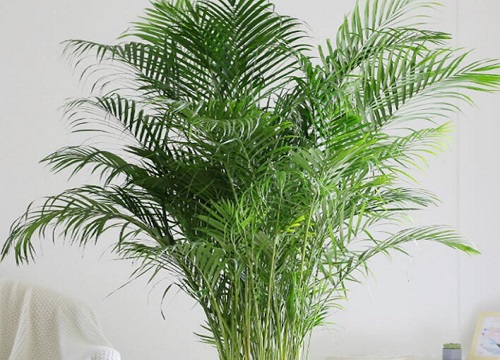 凤尾竹长时间不长新竹笋是什么原因