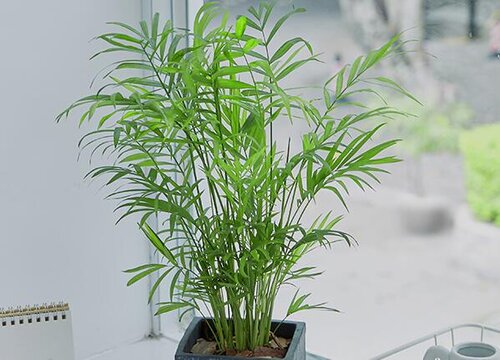 凤尾竹长时间不长新竹笋是什么原因