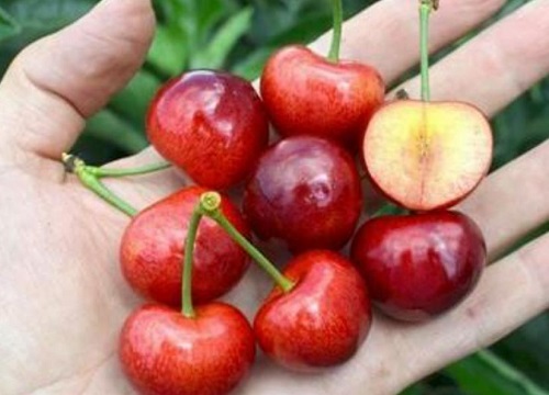 哪个品种的车厘子最好吃最甜