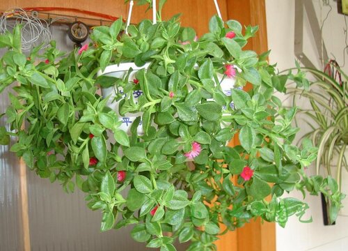 口红吊兰花期是什么时候