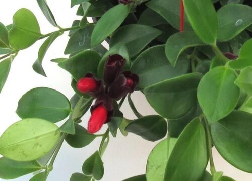 口红吊兰花期是什么时候