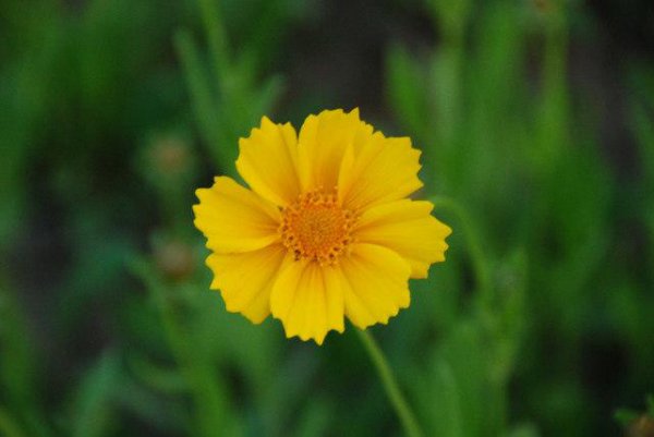 十二星座谁打架最厉害