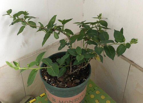 金银花盆栽冬天怎么养护