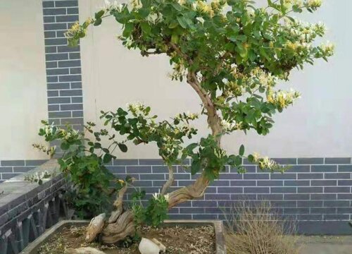 金银花盆栽冬天怎么养护