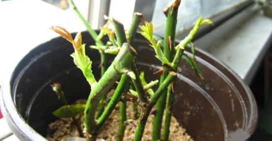 月季花扦插和嫁接有什么区别