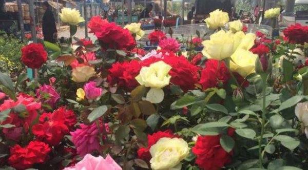 月季花扦插和嫁接有什么区别