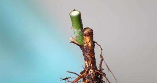 月季花扦插和嫁接有什么区别