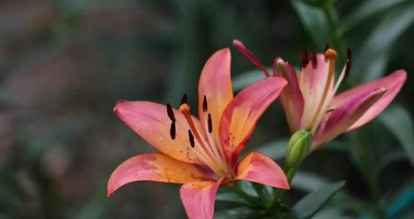 百合花怎么施肥浇水正确