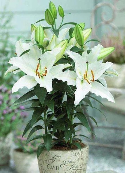 百合花怎么施肥浇水正确