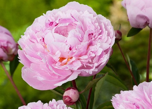 菏泽牡丹花期是什么时候