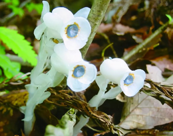 水晶兰为什么叫死亡之花