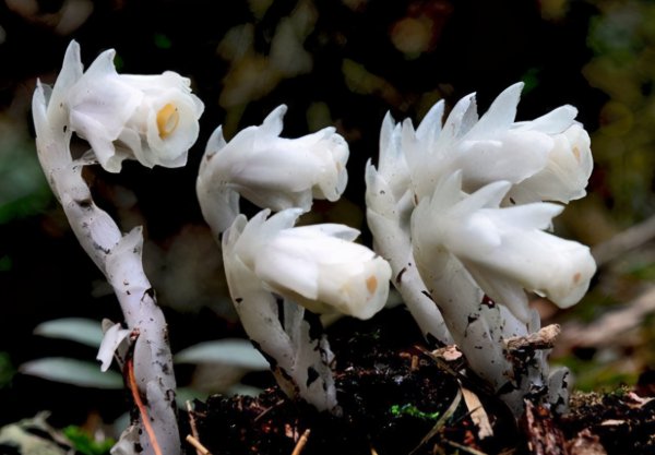 水晶兰为什么叫死亡之花