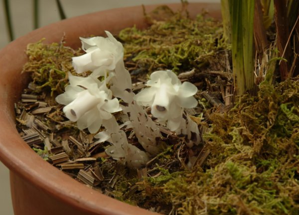 水晶兰为什么叫死亡之花