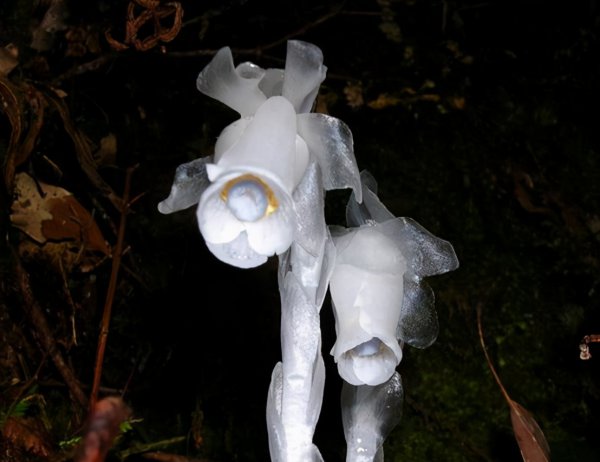 水晶兰为什么叫死亡之花