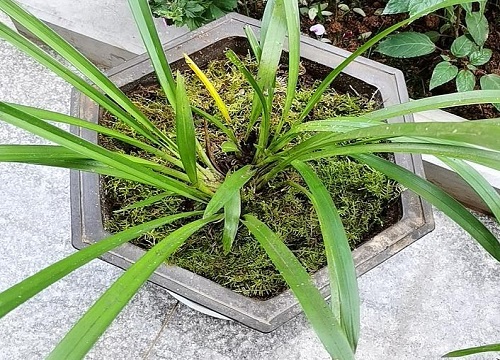 虎头兰多少钱一盆