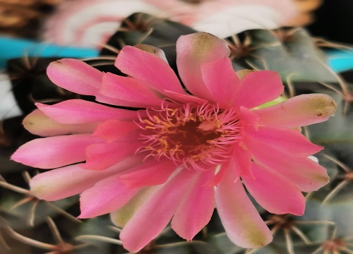 仙人球开花有毒吗