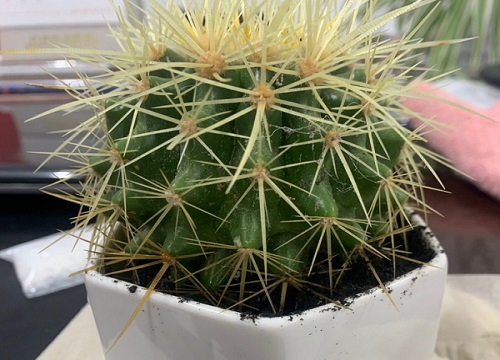 仙人球开花有毒吗