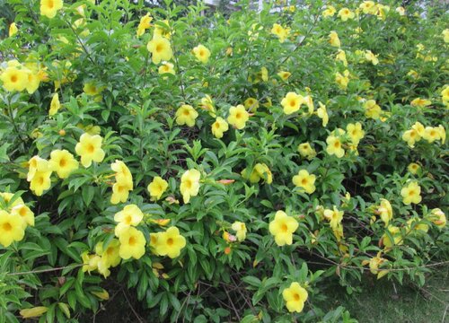 黄蝉花怎么养护花开不断颜色漂亮