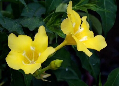 黄蝉花怎么养护花开不断颜色漂亮