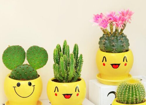 如何给仙人掌施肥新崽呼呼蹿