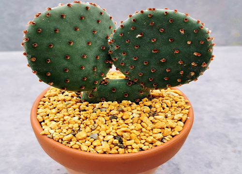 如何给仙人掌施肥新崽呼呼蹿