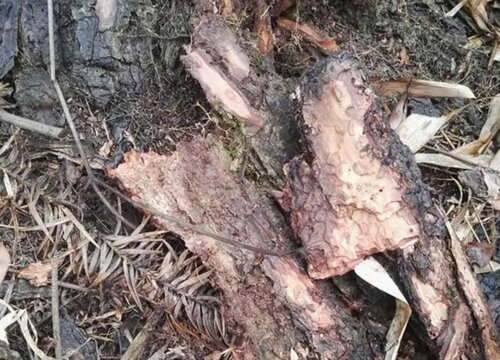 松树皮怎么养护兰花爆盆