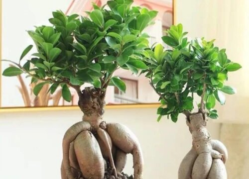 人参榕怎么过冬天